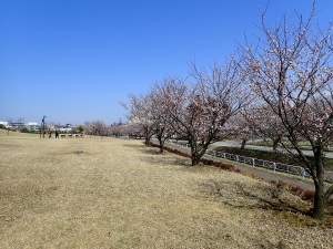 京坪川沿いの桜