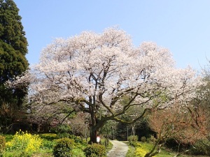 都市緑化植物園の大桜 都市緑化植物園の大桜