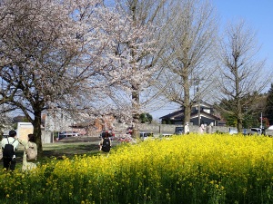 菜の花に桜 菜の花に桜