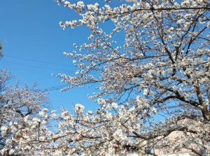 桜/舞台芸術パーク 桜/舞台芸術パーク