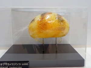 オシマカイミジンコ