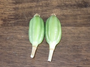 チューリップの種