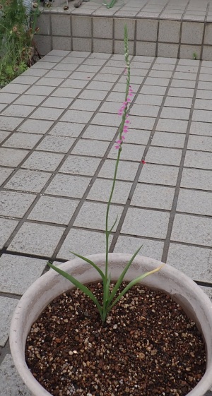 ネジバナ ネジバナ