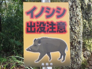 イノシシ注意 イノシシ注意