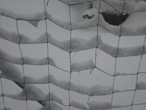 ネットに積雪